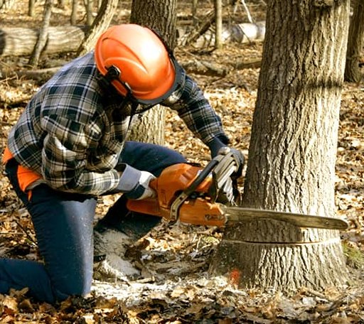 Tree Removal in Lester, WV